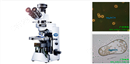 奥林巴斯生物显微镜 OLYMPUS CX41