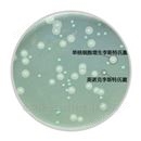 单增李斯特氏菌显色培养基